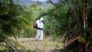 WHO sounds alarm on risk of chikungunya epidemic